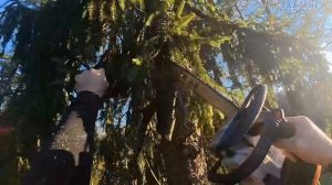 Две ёлки = сплошные палки