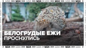 Белогрудые ежи проснулись в Московском зоопарке - Москва 24