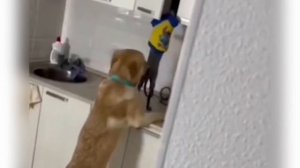 ПРИКОЛЫ С ЖИВОТНЫМИ ДО СЛЕЗ 2026