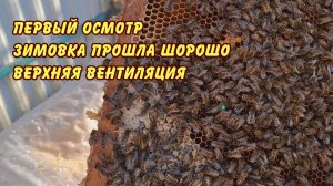 пчеловодство первый осмотр зимовка прошла шорошо верхняя вентиляция