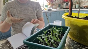 Распикировала рассаду томатов и базилик.