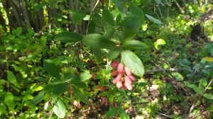 Ягоды барбариса. Сентябрь