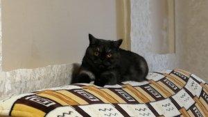 Песня про Кисика. Евгений П. Для канала Умелец ТВ.