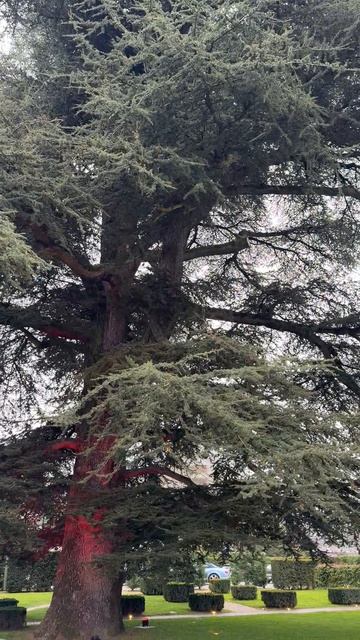 Огромное дерево