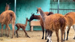 ПЕРВЫЕ ШАГИ! Столько переживаний! Малыш ламы пытается стоять, но УГРОЗА ПРИШЛА, откуда не ждали!