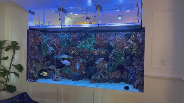 Морской аквариум на  7500 литров знаменитого кинорежиссёра из США