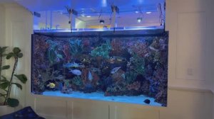 Морской аквариум на  7500 литров знаменитого кинорежиссёра из США