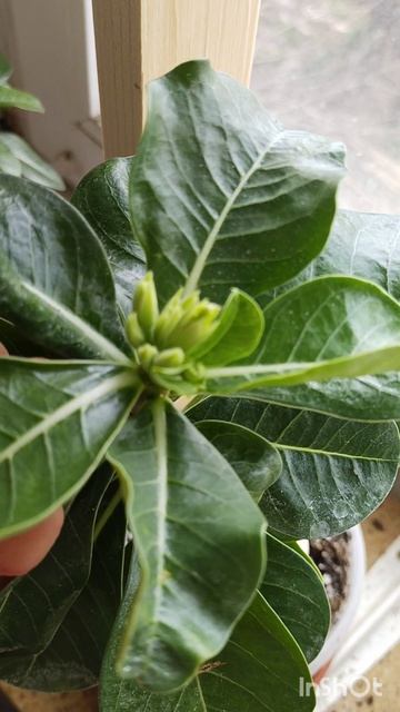 Адениумы завязали бутоны