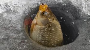 ПОПАЛ НА ОГРОМНУЮ СТАЮ РЫБЫ...КЛЁВ МЕЧТЫ!!! Рыбалка на карася зимой.