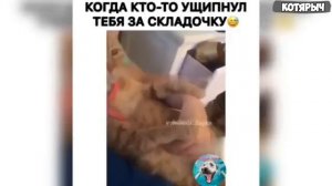 НЕПРИЛИЧНО_СМЕШНЫЕ_КОТЫ_😺🐶_ПРИКОЛЫ_С_ЖИВОТНЫМИ___Приколы_с_собаками