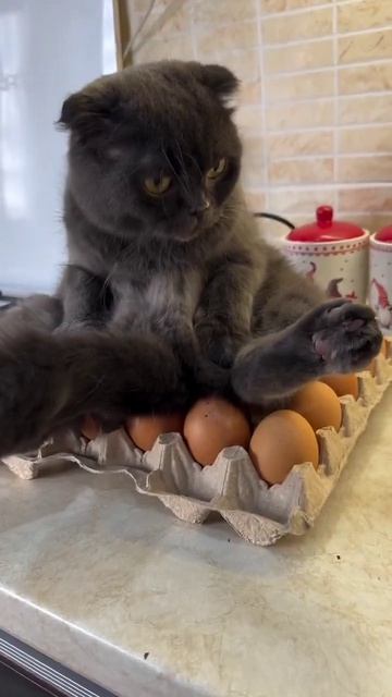 Высиживает себе цыпленка на завтрак