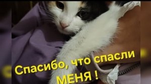 "СПАСИБО, ЧТО СПАСЛИ МЕНЯ!" - Такая вот история...