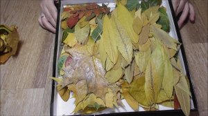 Заготовка осенних листьев. Как высушить осенние листья с парафином.