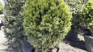 Кипарисовик LEYLANDII GOLD RIDER, CLT 90, 90-100, PALLA