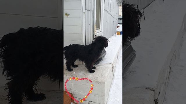 Мокрый  нос. Татьяна  Ярош-Агапитова.mp4