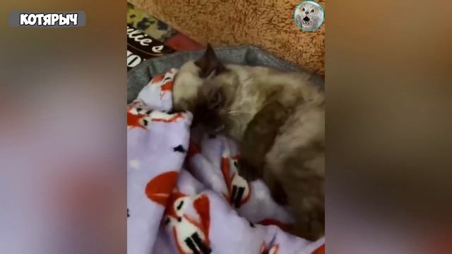 НЕПРИЛИЧНО_СМЕШНЫЕ_КОТЫ🙀_ПРИКОЛЫ_С_ЖИВОТНЫМИ_2022😂___СМЕШНЫЕ_КОШКИ