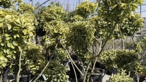 Бересклет JAP.ELEGANT. AUREUS (AUREOMARGINATUS), CLT 45, 140-160 POMPONS