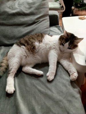 НоЧнОй СтРиМчИк