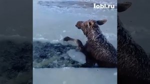 Спасение лося
