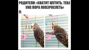 когда родители говорят что надо взрослеть