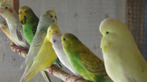 80 попугаев из 9 гнезд. Размножение волнистых попугаев.