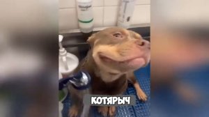 НЕВЕРОЯТНО СМЕШНЫЕ ЖИВОТНЫЕ😆😂