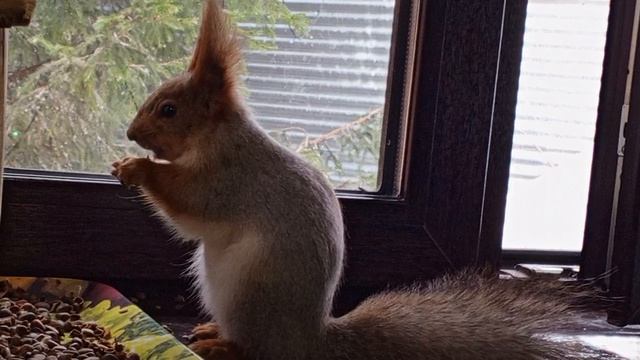 белка непоседа