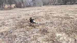 Нора на прогулке! #сибирь #собака #овчарка #прогулка