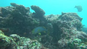 Тропический снорклинг.  Мурены. кораловый риф. Океан.  Спинороги, скаты, рифовые акулы