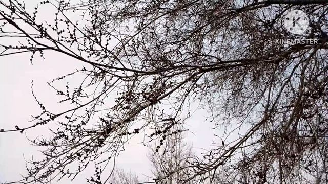 Загадочная Ива смотреть онлайн