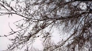 Загадочная Ива