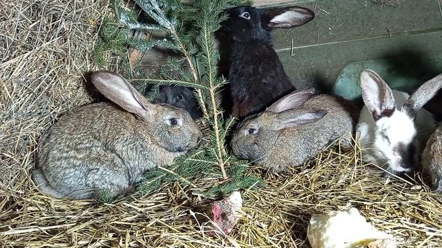 Кролики 101 …