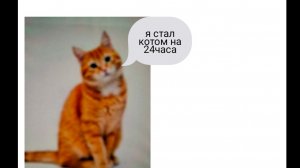я стал котом на 24 часа!!! игра я кот
