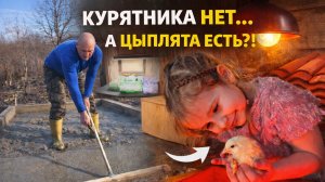 #50 СТРОИМ КУРЯТНИК С НУЛЯ/БРУДЕР ГОТОВ И ЦЫПЛЯТА УЖЕ ЕСТЬ