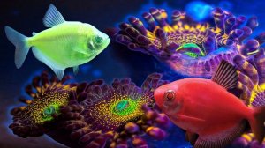 Глофиш (GloFish) – фантастическое свечение