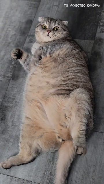 Без комментариев 😅🤭