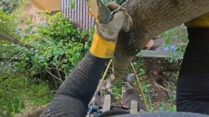 Два клёна заставили по потеть