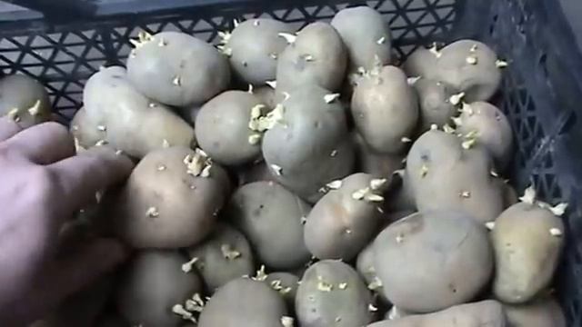 Проращивание картофеля перед посадкой 🥔 Как правильно прорастить картофель для большого урожая
