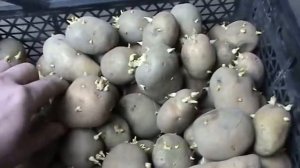 Проращивание картофеля перед посадкой 🥔 Как правильно прорастить картофель для большого урожая