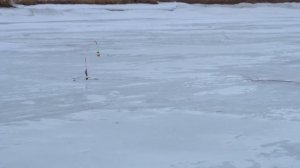 Ловля леща на комбайны по последнему льду.