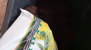 18март, посеяла томаты на рассаду.