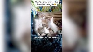 ПРИКОЛЫ С ЖИВОТНЫМИ ДО СЛЕЗ | Смешные КОТЫ 2026 | Приколы с КОТАМИ