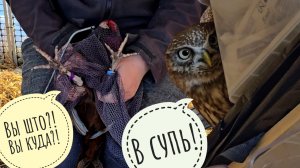 Лучик - хитрый сыч на полке! Вручаем фазанам колечки перед выпуском: скоро на волю!