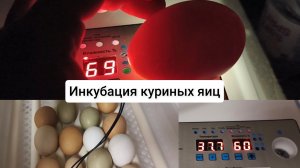 Инкубация куриных яиц после месяца хранения в холодильнике