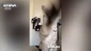 ПРИКОЛЫ_С_ЖИВОТНЫМИ_😺🐶_Смешные_КОТЫ_и_СОБАКИ___Приколы_с_котами,