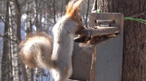 Небольшая зарисовка с незнакомыми белками