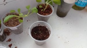 22-03-2026 что успела сделать за два дня.