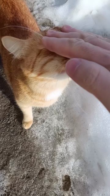 Рыжий кот подошел к камере и дал себя погладить! Уличный пушистик растопил сердце 😻🐈