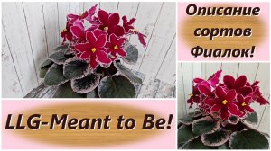 Описание сортов Фиалок! LLG-Meant to Be!