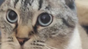 Аксель сидит на своём любимом месте, ему понравилось 😸